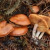 Gymnopilus penetrans, Geflecktblättriger Flämmling